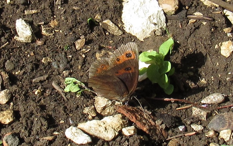 Le moiré des fétuques - Erebia meolans