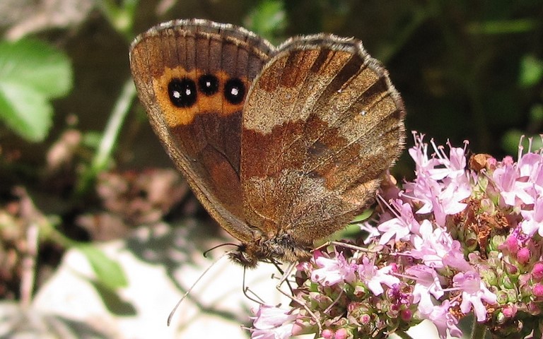 Papillons - Moiré sylvicole - Erebia aethiops