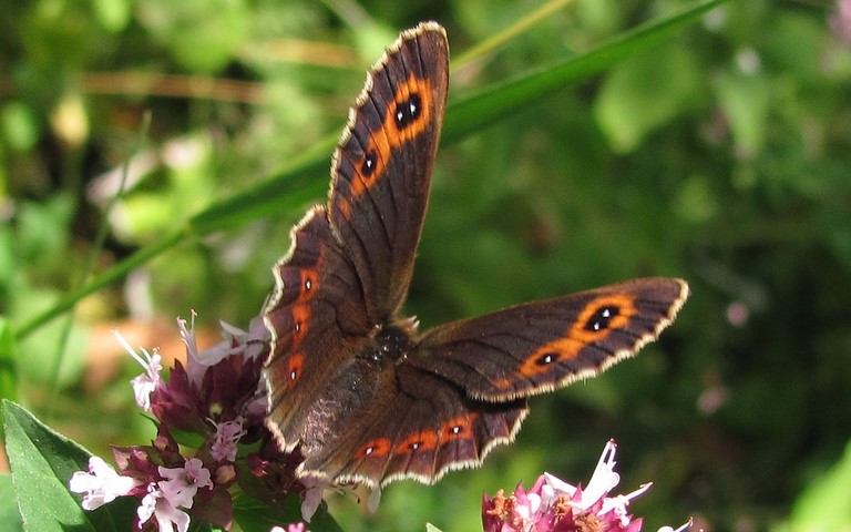 Papillons - Moire sylvicole - Erebia aethiops