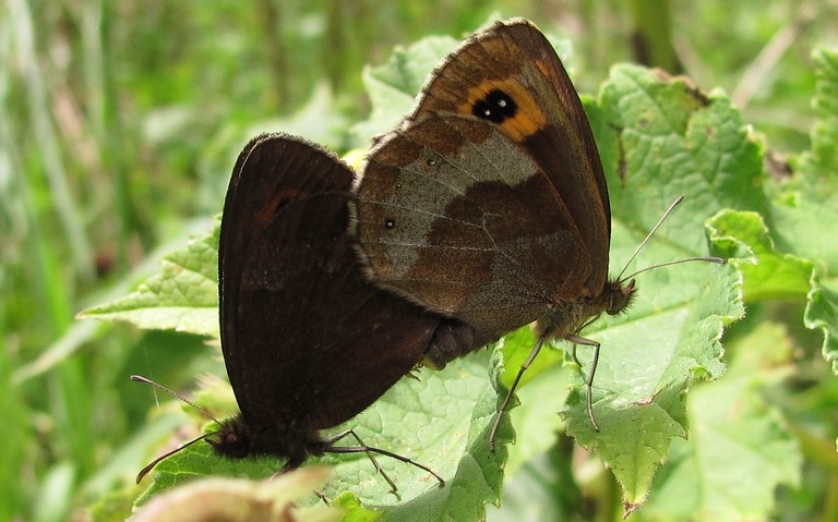 Papillons - Moiré sylvicole - Erebia aethiops