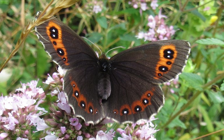Papillons - Le moiré sylvicole - Erebia aethiops