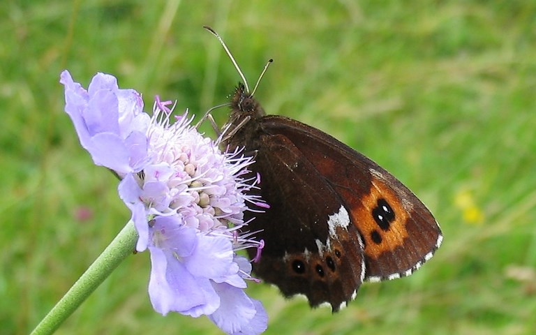 Papillons - Moiré blanc fascie - Erebia Ligea 