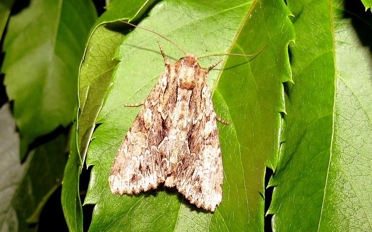 Papillons - Monoglyphe ou Noctuelle radicée - Apamea monoglypha