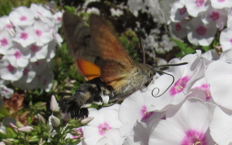 Papillons - Moro-Sphinx - Macroglossum stellatarum