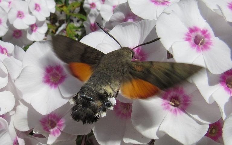 Papillons - Moro-Sphinx - Macroglossum stellatarum