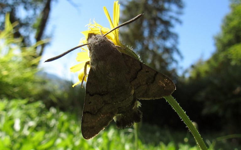 Papillons - Moro-Sphinx - Macroglossum stellatarum