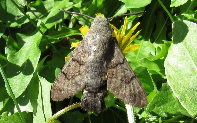 Papillons - Moro-Sphinx - Macroglossum stellatarum