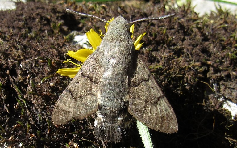 Papillons - Moro-Sphinx - Macroglossum stellatarum