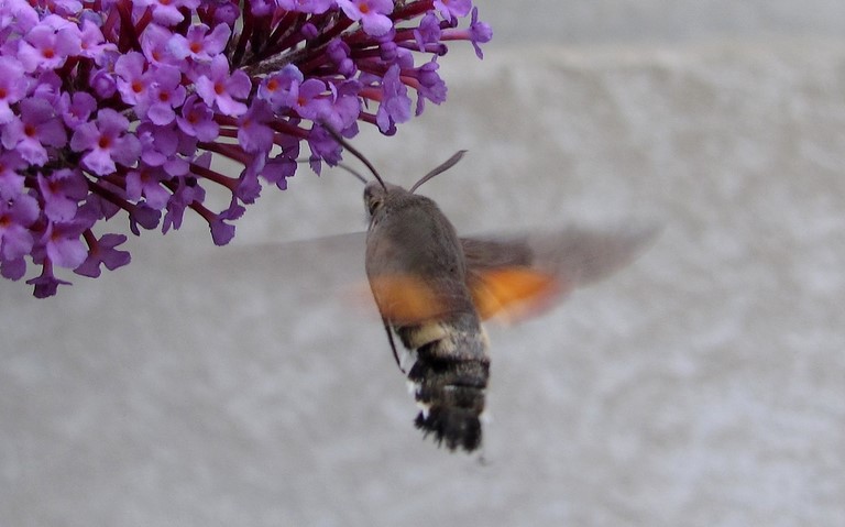 Papillons - Moro-Sphinx - Macroglossum stellatarum