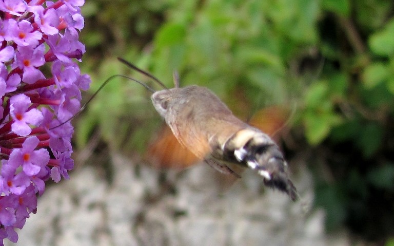 Papillons - Moro-Sphinx - Macroglossum stellatarum