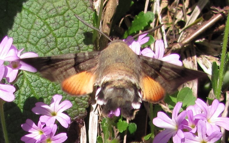 Papillons - Moro-Sphinx - Macroglossum stellatarum