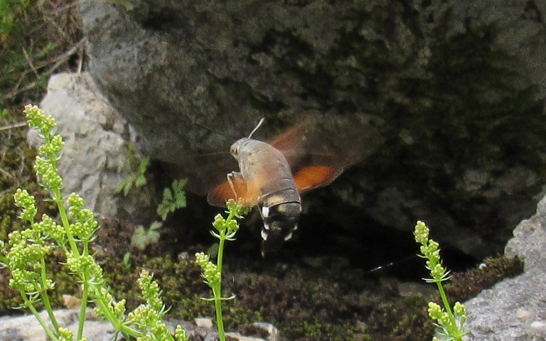 Papillons - Moro-Sphinx - Macroglossum stellatarum