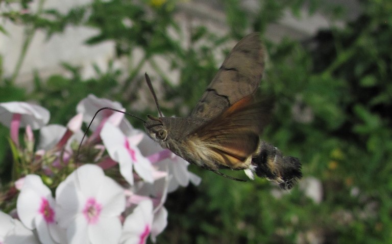 Papillons - Moro-Sphinx - Macroglossum stellatarum