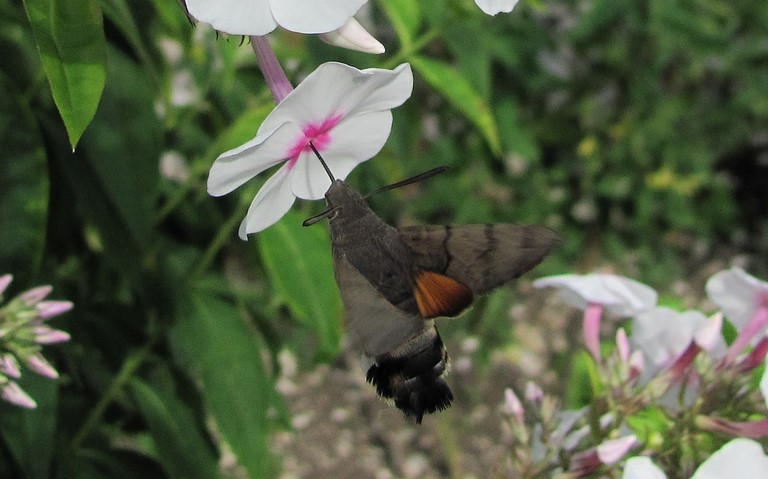 Papillons - Moro-Sphinx - Macroglossum stellatarum