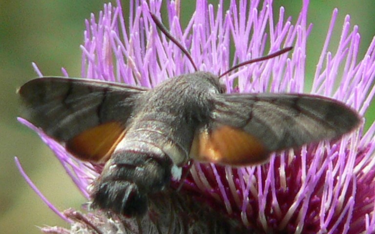 Papillons - Moro-Sphinx - Macroglossum stellatarum