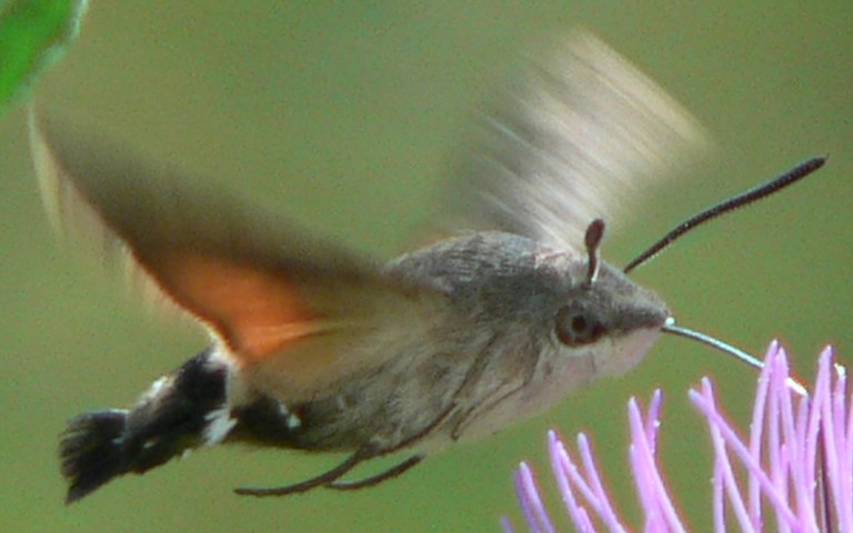 Papillons - Moro-Sphinx - Macroglossum stellatarum