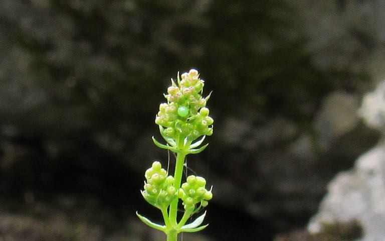 Oeufs - Moro-Sphinx - Macroglossum stellatarum