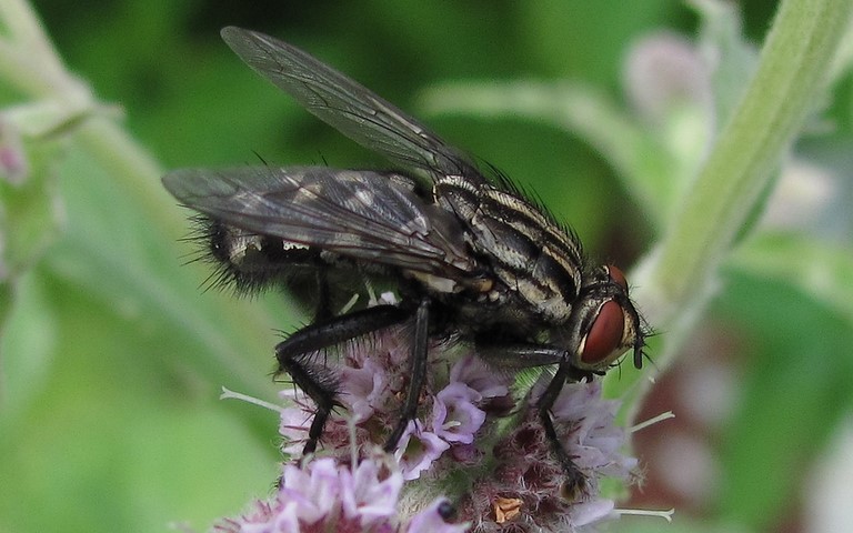 Mouches - Calliphorides - Mouche à damiers - Sarcophaga Carnaria