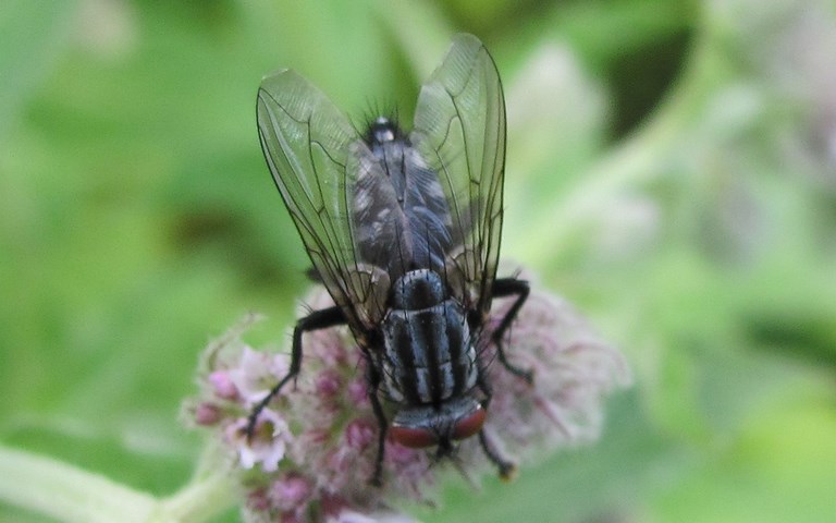 Mouches - Calliphorides - Mouche a damiers - Sarcophaga Carnaria