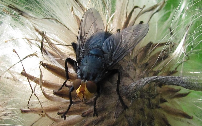 Mouches - Calliphorides - Mouche des cadavres - Cynomya Mortuorum