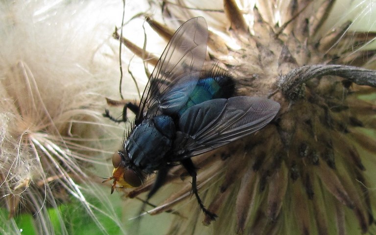 Mouches - Calliphorides - Mouche des cadavres - Cynomya Mortuorum