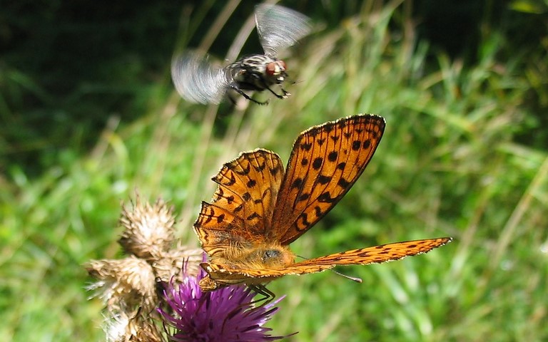 Papillons - Moyen nacré - Fabriciana adippe - Mâle