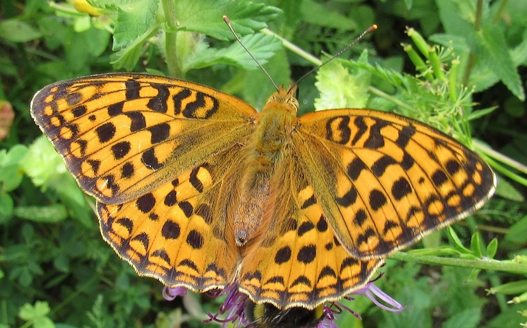 Papillons - Moyen nacré - Fabriciana adippe - Femelle