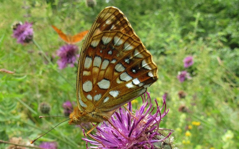 Papillons - Moyen nacré - Fabriciana adippe - Femelle