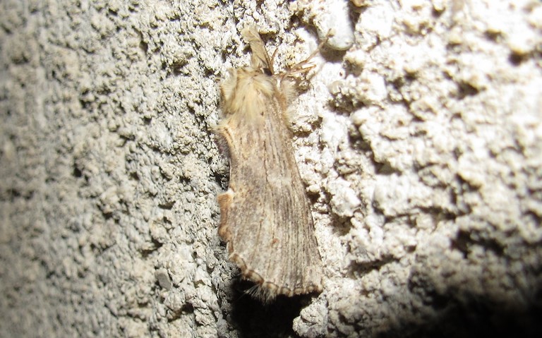 Papillons - Le museau - Pterostoma palpina - Mâle