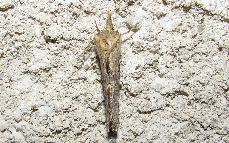 Papillons - Le museau - Pterostoma palpina - Mâle