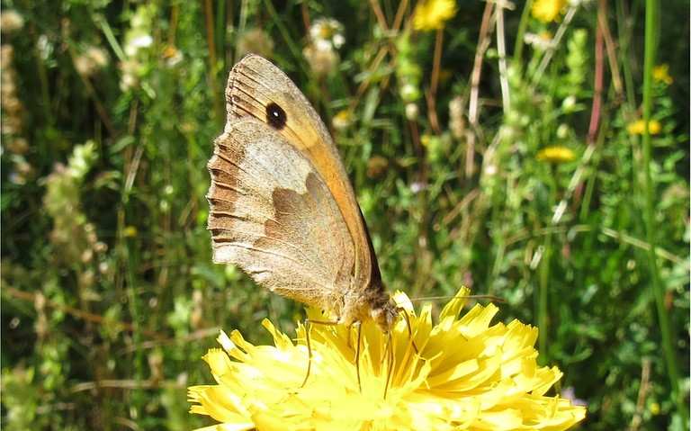 Papillons - Myrtil - Maniola jurtina - Femelle