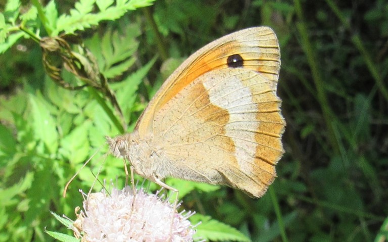 Papillons - Myrtil - Maniola jurtina - Femelle