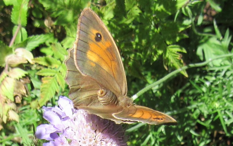 Papillons - Myrtil - Maniola jurtina - Femelle