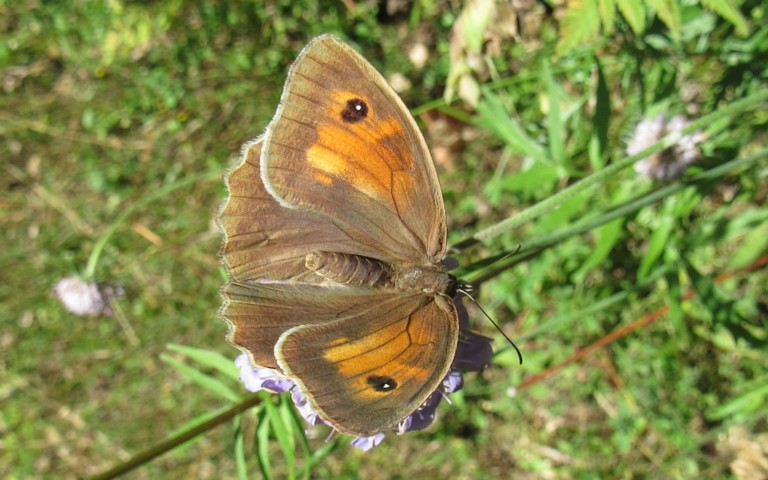 Papillons - Myrtil - Maniola jurtina - Femelle