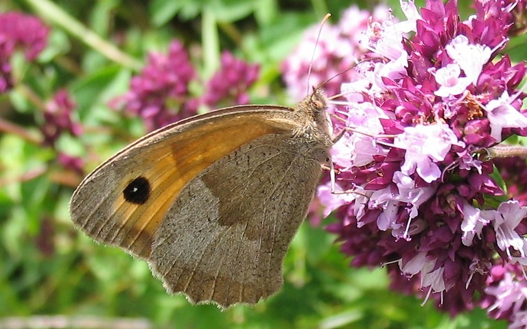 Papillons - Myrtil - Maniola jurtina - Femelle
