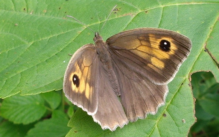 Papillons - Myrtil - Maniola jurtina - Femelle