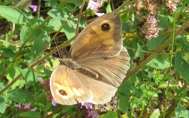 Papillons - Myrtil - Maniola jurtina - Femelle