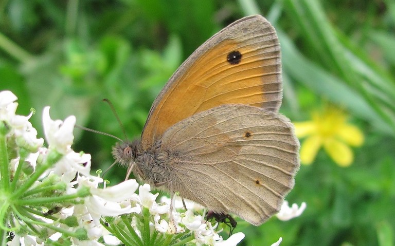 Papillons - Myrtil - Maniola jurtina - Male