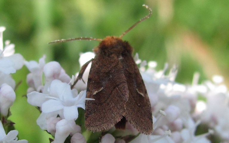 Mythimne imbécile - Lasionycta Imbecilla - Femelle