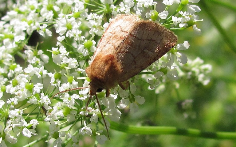 Mythimne imbécile - Lasionycta Imbecilla - Mâle