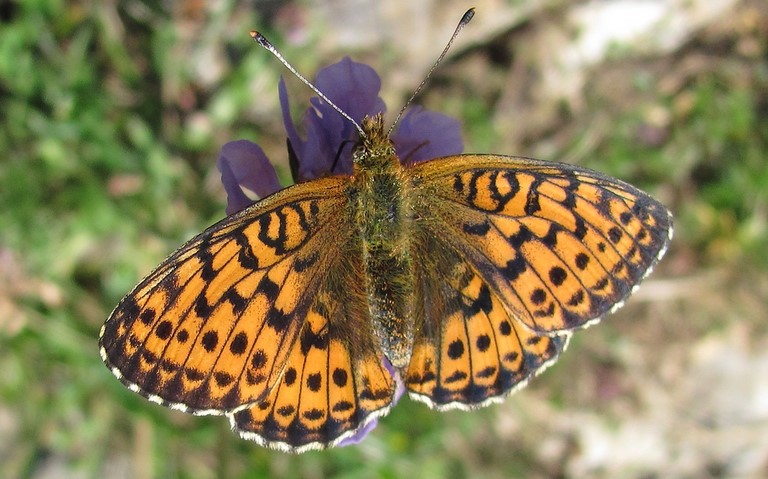 Papillons - Nacré de la ronce - Brenthis daphne