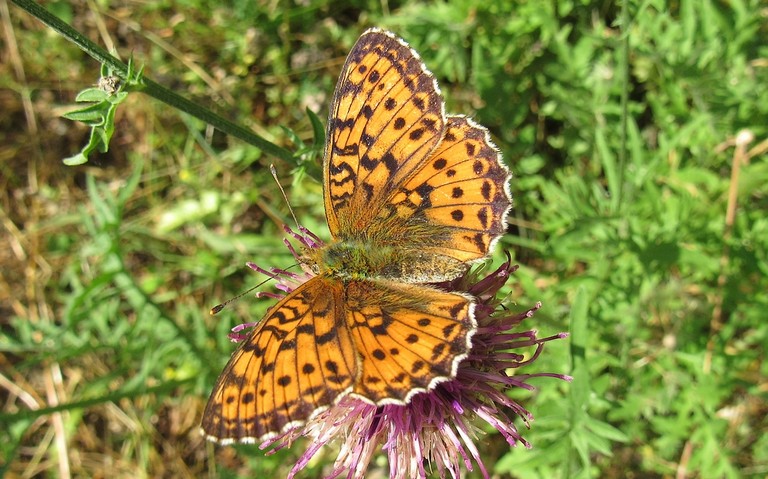 Papillons - Nacré de la ronce - Brenthis daphne