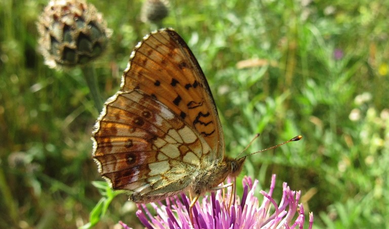 Papillons - Nacré de la ronce - Brenthis daphne