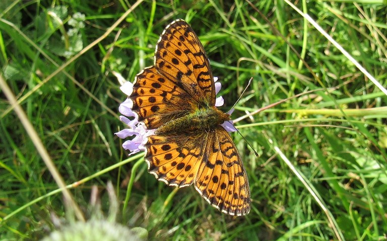 Papillons - Nacré de la ronce - Brenthis daphne