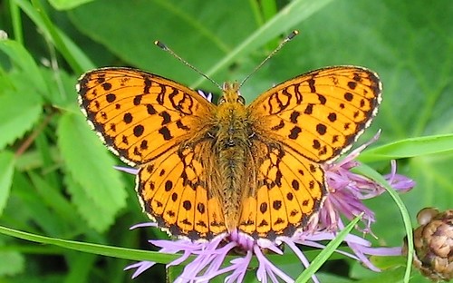 Papillons - Nacré de la ronce - Brenthis daphne