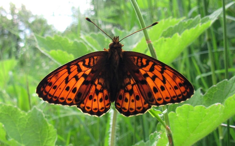 Papillons - Le nacré de la sanguisorbe - Brenthis Ino