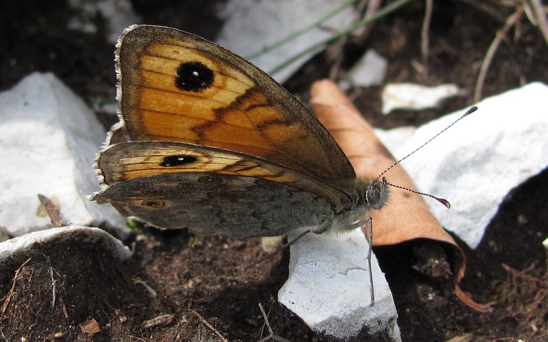 Papillons - Nemusien - Lasiommata maera