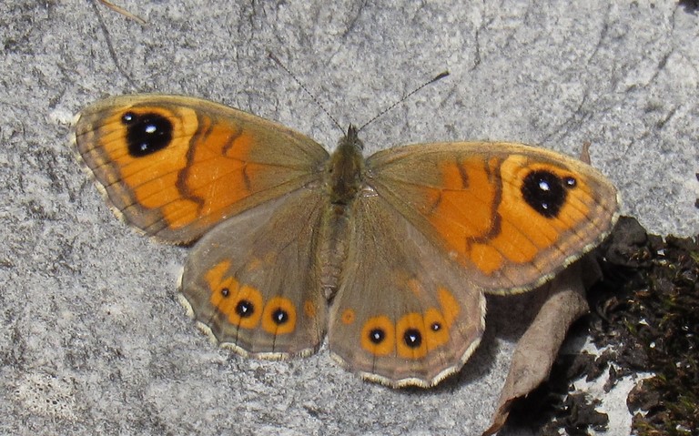 Papillons - L'ariane - Lasiommata maera