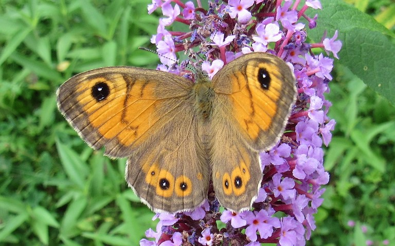 Papillons - L'ariane - Lasiommata maera