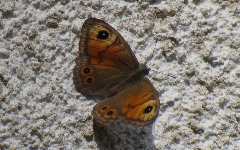 Papillons - Némusien - Lasiommata maera
